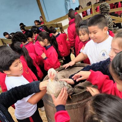 Baby Granja Jsm 3