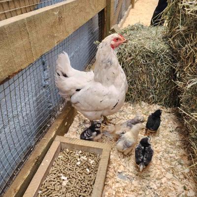 Baby Granja Sm 15