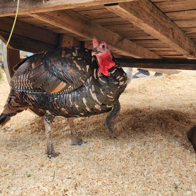 Baby Granja Sm 27