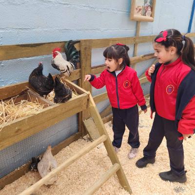 Baby Granja Sm 2