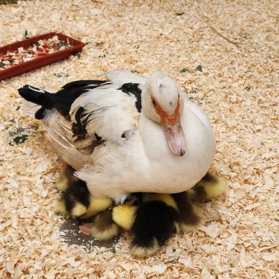 Baby Granja Sm 30