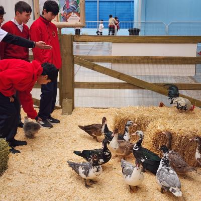 Baby Granja Sm 31